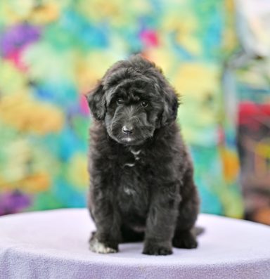 Roozy Made Of Pearls Svart/vit Lolliedoodle cadoodle långhårig collie pudel mix rough collie poodle hybrid