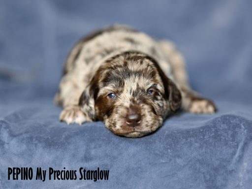 Choco merle Labradoodle 