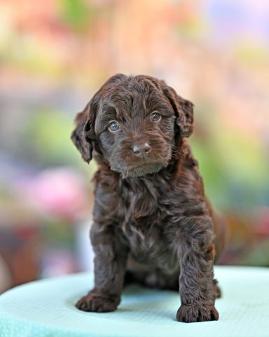 Kokos My Elegant Eclipse Choklad Labradoodle Hane