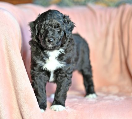 Svart/vit Lolliedoodle cadoodle långhårig collie pudel mix rough collie poodle hybrid