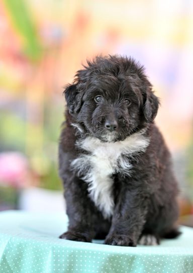 Cloovy Made Of Crystals Svart/vit Lolliedoodle cadoodle långhårig collie pudel mix rough collie poodle hybrid