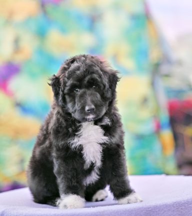 Floofy Made Of Stardust Svart/vit Lolliedoodle cadoodle långhårig collie pudel mix rough collie poodle hybrid