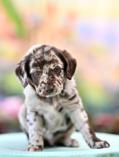 Pepino My Precious Starglow Chocho Merle Labradoodle Hane