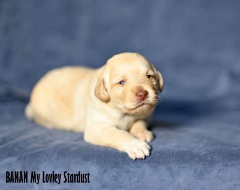 Cream Labradoodle Hane