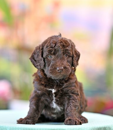 Kiwi My Pretty Twilight Choklad Labradoodle Tik