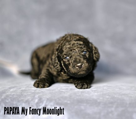 Svart Labradoodle Tik