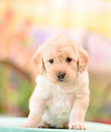 Ananas My Beautiful Sunshine Cream Labradoodle Tik