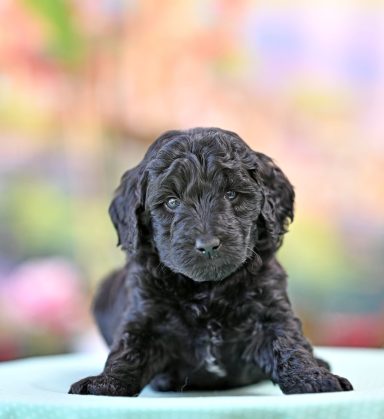 Päron My Dear Midnight Svart Labradoodle hane
