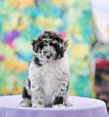 Eloody Made Of Diamonds Blue Merle Lolliedoodle / Cadoodle / Långhårig collie pudel mix