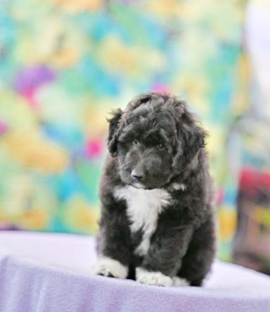 Floofy Made Of Stardust Svart/vit Lolliedoodle cadoodle långhårig collie pudel mix rough collie poodle hybrid