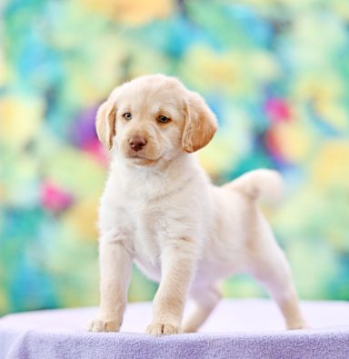 Banan My Lovley Stardust Cream Labradoodle Hane mini mellan familjehund