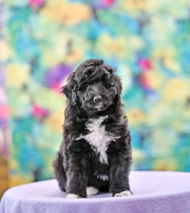Kooby Made Of Jewels Svart/vit Lolliedoodle cadoodle långhårig collie pudel mix rough collie poodle hybrid