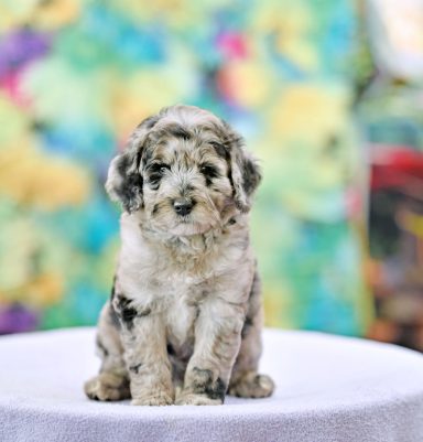 Melon My Sweet Sky Blue Merle Labradoodle