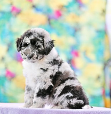 Toody Made Of Sparkles Blue Merle Lolliedoodle / Cadoodle / Långhårig collie pudel mix