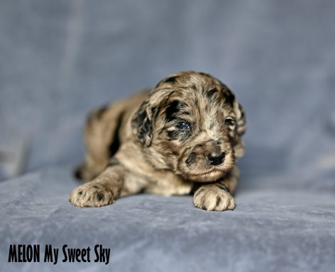 Blue Merle Labradoodle