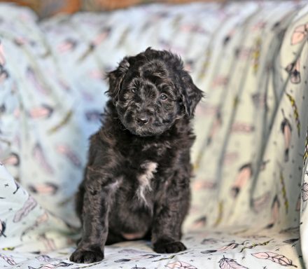Svart/vit Lolliedoodle cadoodle långhårig collie pudel mix rough collie poodle hybrid