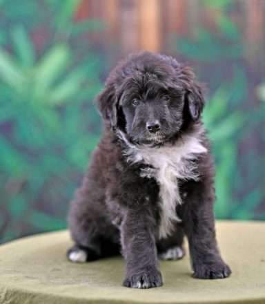 Cloovy Made Of Crystals Svart/vit Lolliedoodle cadoodle långhårig collie pudel mix rough collie poodle hybrid