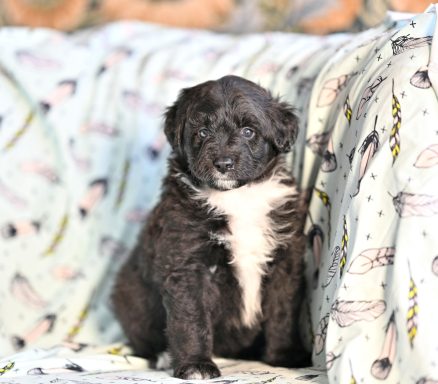 Svart/vit Lolliedoodle cadoodle långhårig collie pudel mix rough collie poodle hybrid