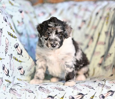 Blue Merle Lolliedoodle / Cadoodle / Långhårig collie pudel mix