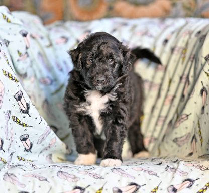 Svart/vit Lolliedoodle cadoodle långhårig collie pudel mix rough collie poodle hybrid