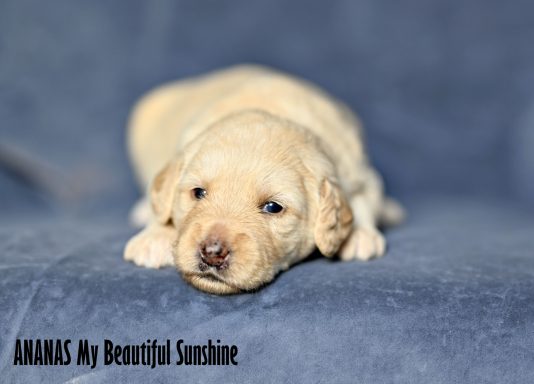 Cream Labradoodle Tik
