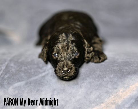 Svart Labradoodle hane