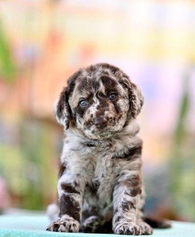 Mango My Cute Universe Chocho Merle Labradoodle Hane