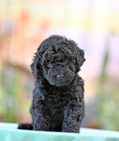 Papaya My Fancy Moonlight Svart Labradoodle Tik