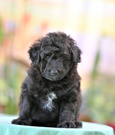 Moony Made Of Moonstone Svart/vit Lolliedoodle cadoodle långhårig collie pudel mix rough collie poodle hybrid