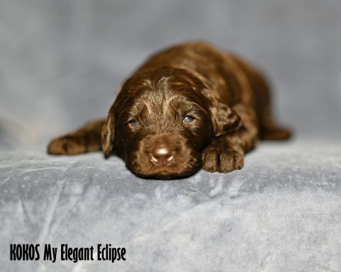 Choklad Labradoodle Hane