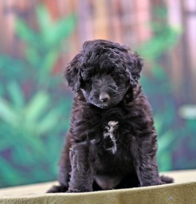Moony Made Of Moonstone Svart/vit Lolliedoodle cadoodle långhårig collie pudel mix rough collie poodle hybrid