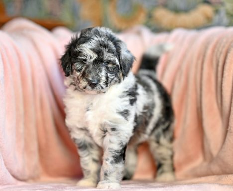Blue Merle Lolliedoodle / Cadoodle / Långhårig collie pudel mix