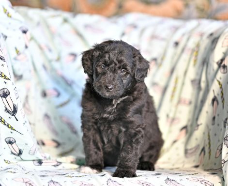 Svart/vit Lolliedoodle cadoodle långhårig collie pudel mix rough collie poodle hybrid