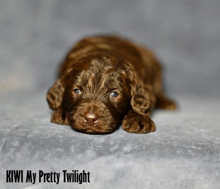Choklad Labradoodle Tik