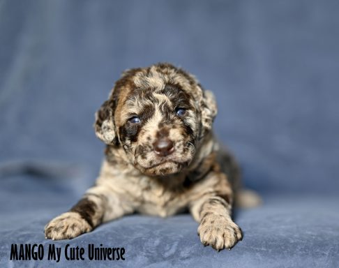 Chocho Merle Labradoodle Hane